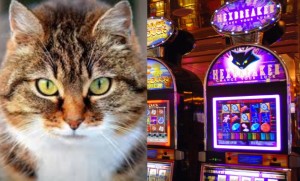 cats-slot-machines